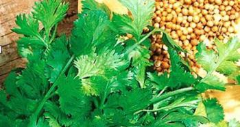 Кинза: полезные свойства, выращивание кориандра из семян в открытом грунте и домашних условиях Когда сеять кориандр