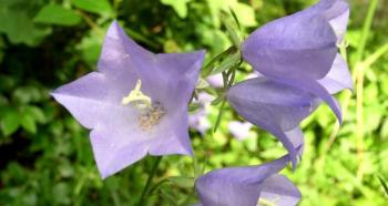 Выращивание многолетнего колокольчика: виды и фото цветов Колокольчики не цветы