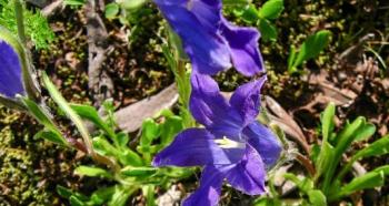 Цветок колокольчик: разновидности, посадка и уход Колокольчик зеленый цветок